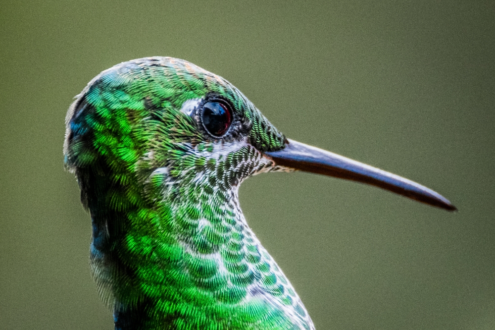 Costa Rica Hummer